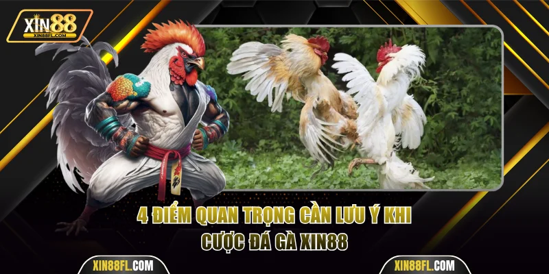 4 điểm quan trọng cần lưu ý khi cược chọi kê