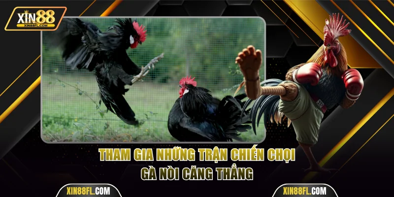 Tham gia những trận chiến chọi gà nòi căng thẳng